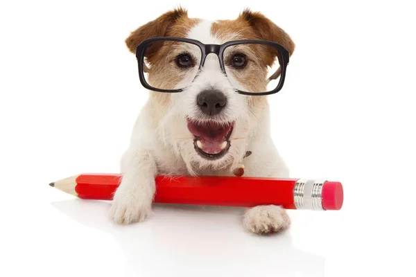 De vuelta al concepto escolar. Happy Dog con un lápiz rojo gigante ang g — Foto de Stock