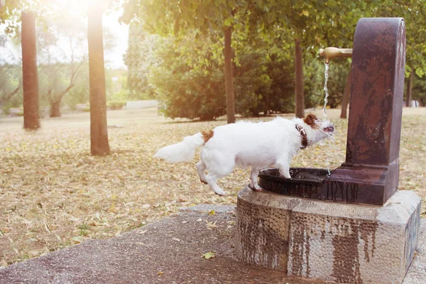 Divertido y sediento perro beber agua en el parque en el calor del verano . — Foto de Stock