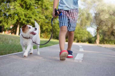 Park Sunset'te yürüyen köpek Ang küçük çocuk. Dostluk ve 