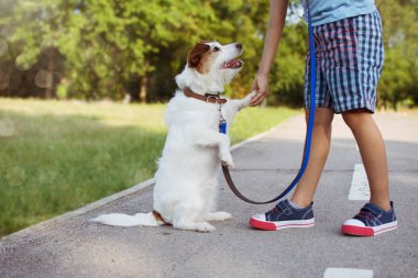 Köpek bir eğitim cla sırasında küçük çocuk ustası için beş veren