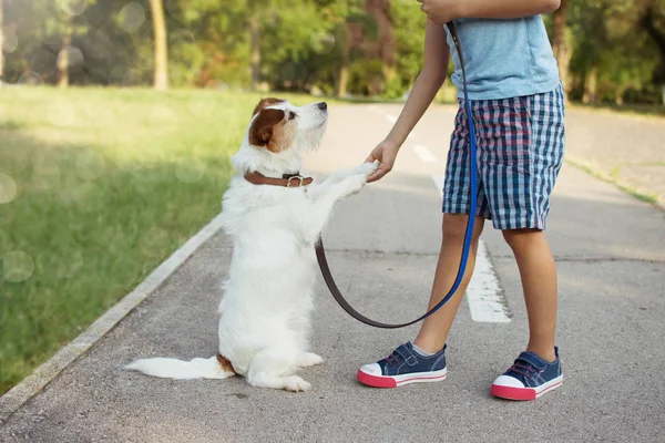 Köpeğiyle oynayan küçük çocuk beşlik çakıyor. itaat bir — Stok fotoğraf