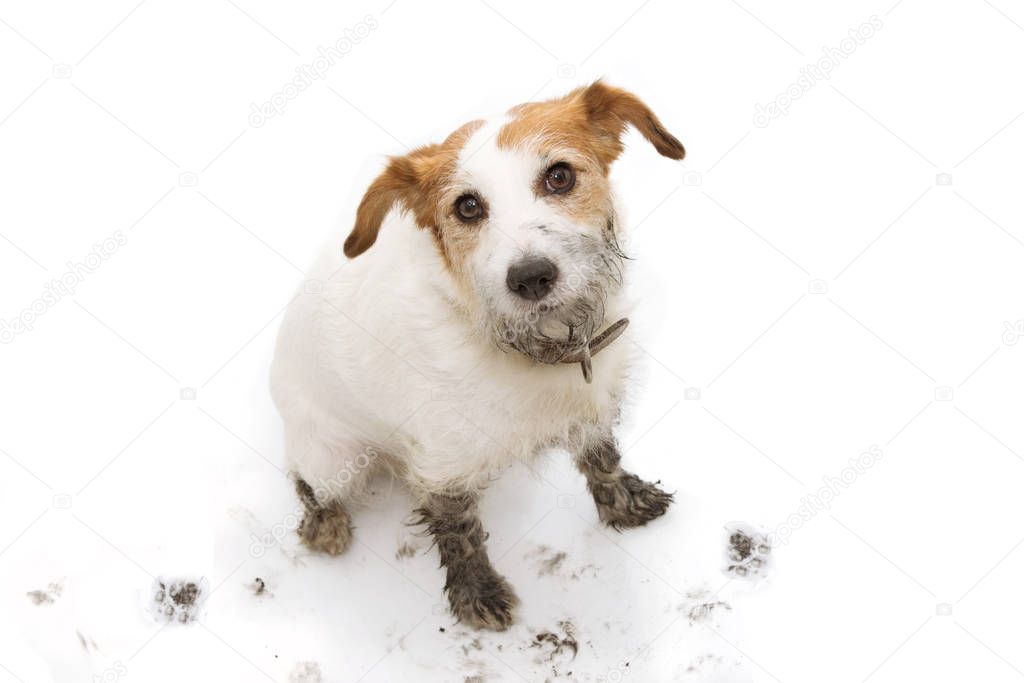 ISOLATED DIRTY AND GUILTY  JACK RUSSELL DOG, AFTER PLAY IN A MUD