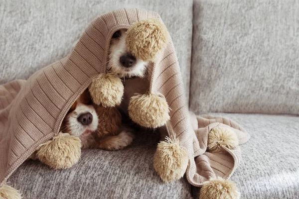 Perros enfermos, juguetones o asustados cubiertos con una borla de borla caliente. — Foto de Stock