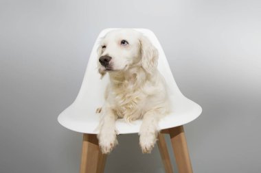 Köpek köpek yavrusu oturma karşı beyaz İskandinav sandalye tarzı