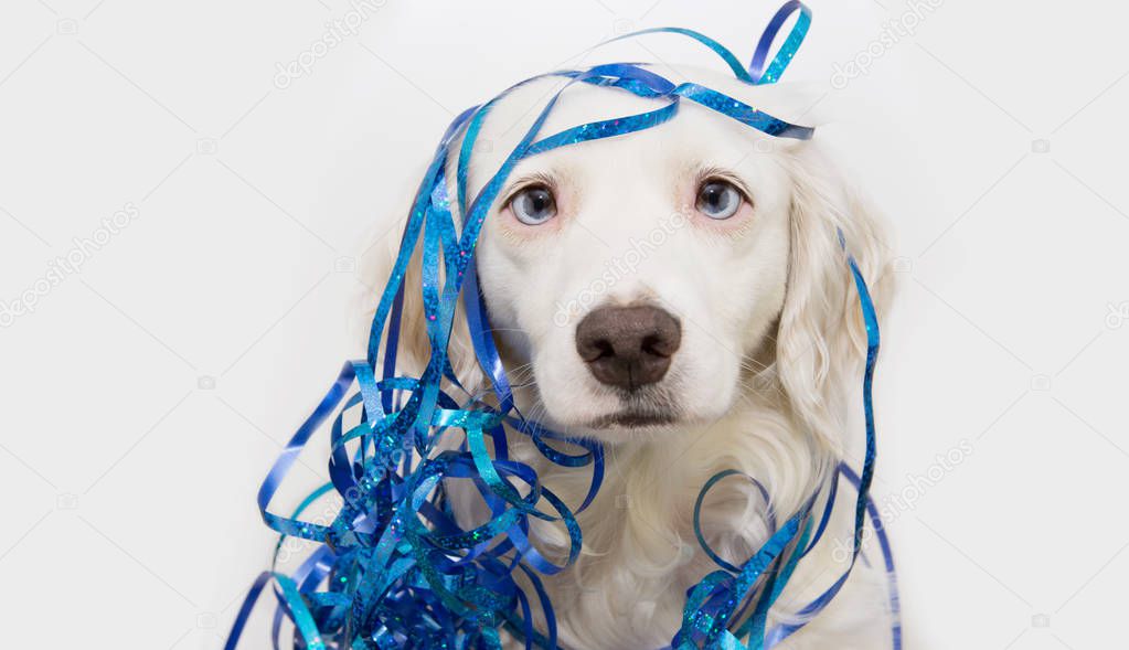 Funny dog celebrating new year, carnival or birthday party with 