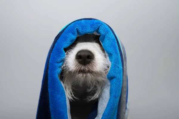Legrační psí koupel. Jack Russelle zabalený s modrým pruhovaným ručníkem r — Stock fotografie