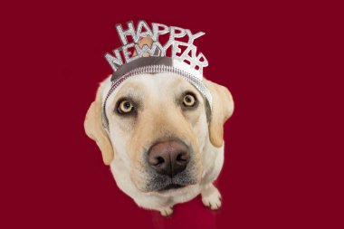 Köpek bir diadem işareti metin ile yeni yıl kutluyor. Yüksek açı vie
