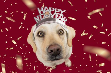 Köpek bir diadem işareti metin ile yeni yıl kutluyor. Yüksek açı vie