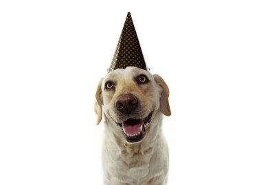Mutlu köpek yeni yıl, doğum günü veya karnaval parti kutluyor. İsol