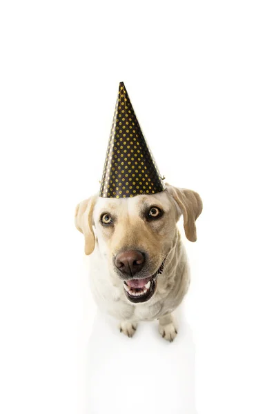 Cão feliz celebrando ano novo, aniversário ou festa de carnaval. Isol. — Fotografia de Stock