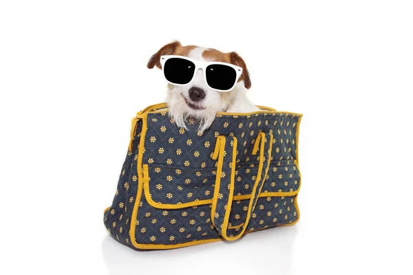 Hund in einer Reisetasche mit Sonnenbrille. ist — Stockfoto