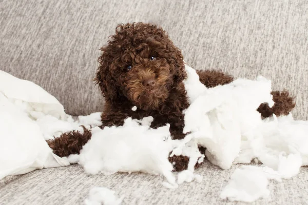 Qué travesura más graciosa. Travieso caniche de chocolate a casa solo después de — Foto de Stock