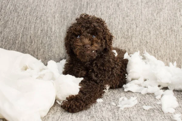 Qué travesura más graciosa. Poodle perro a casa solo después de morder una almohada . — Foto de Stock