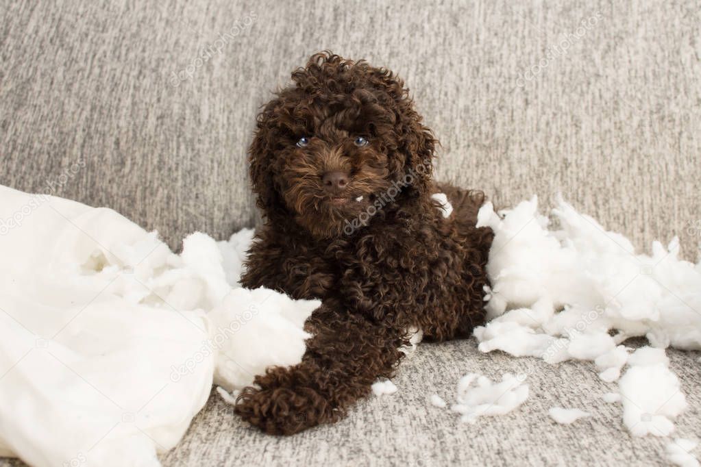 Funny puppy mischief. Poodle dog home alone after bite a pillow.
