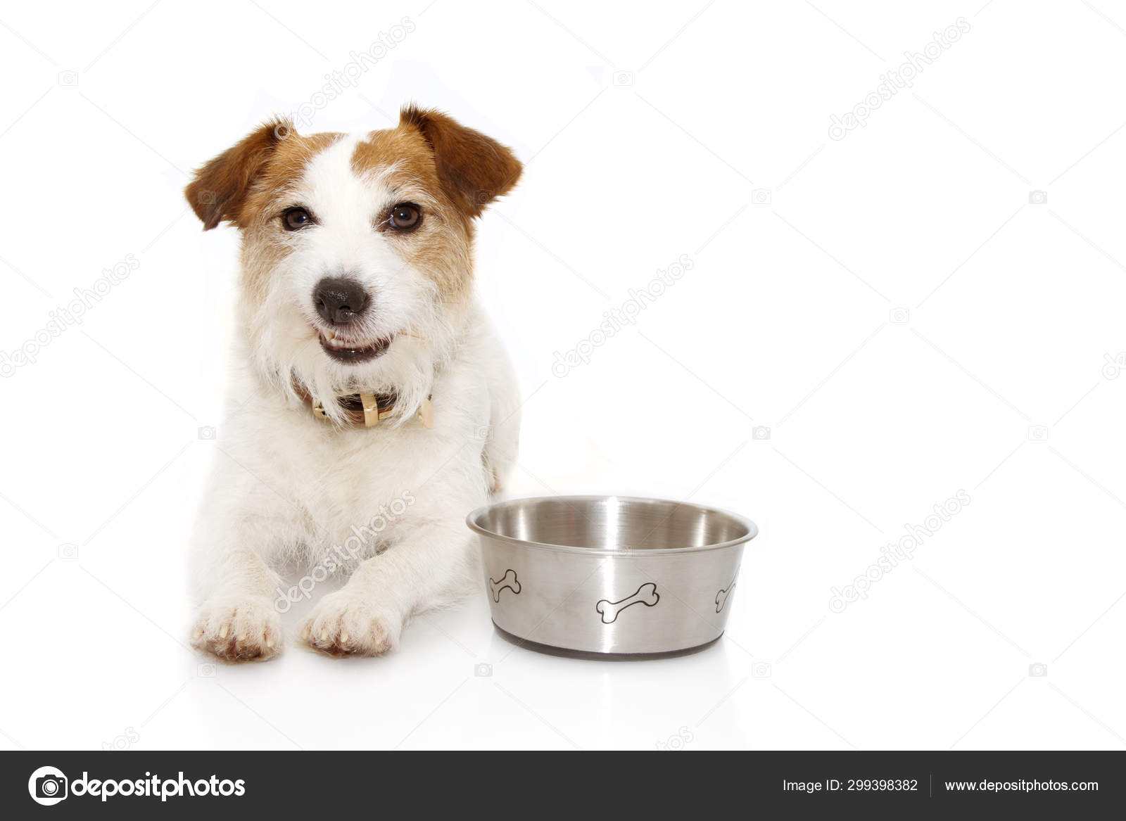 Funny dog food eating making a funny expression with a empty bow Stock  Photo by ©smrm1977 299398382