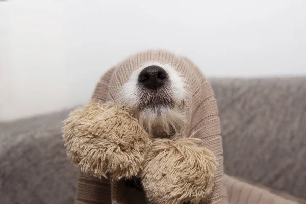 Chory, zabawny lub przerażony pies pokryty ciepłym kocem z fraktalu. — Zdjęcie stockowe