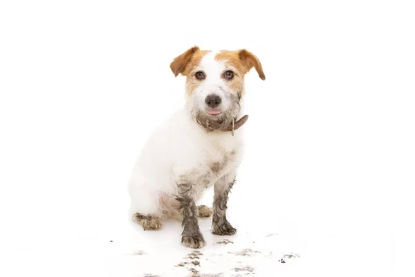 Bir çamur birikintisi sitti oyun sonra izole kirli jack russell köpek