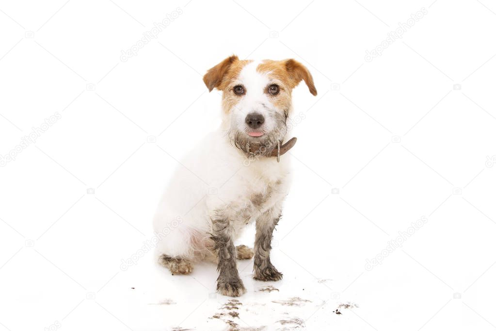 Isolated dirty jack russell dog after play in a mud puddle sitti