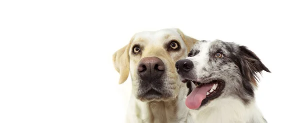 Banner dwa psy Profil boczny Labrador Retriever i szczęśliwy — Zdjęcie stockowe