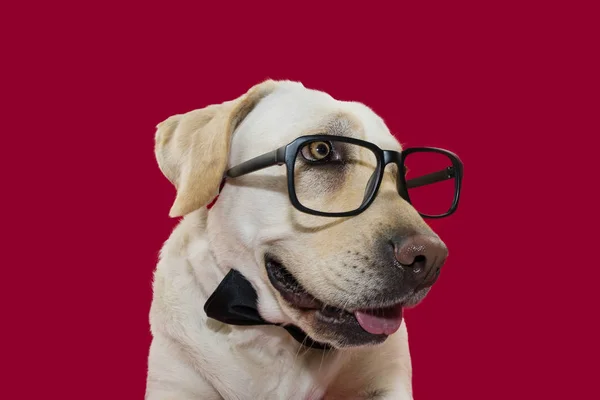 Elegante perro con gafas y corbata negra. Aislado sobre fondo rojo — Foto de Stock