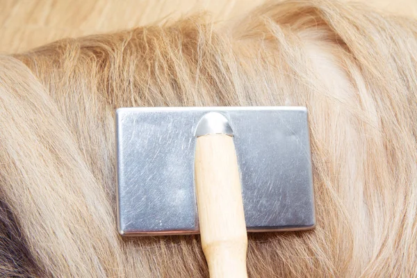 Close-up van de eigenaar kammen lang haar van de hond thuis — Stockfoto