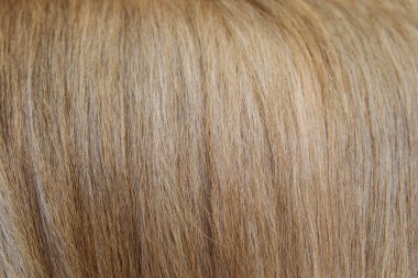 Kabarık doku uzun koyun köpek saç arka plan .