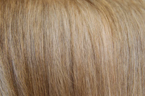 Kabarık doku uzun koyun köpek saç arka plan .