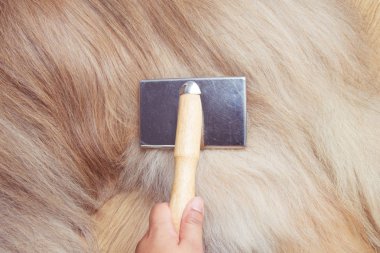 Evde köpek uzun saç tarama önce sahibinin el yakın çekim d