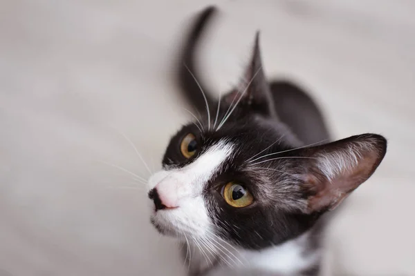 Close-up kleine zwarte en witte kat op zoek naar de eigenaar. — Stockfoto