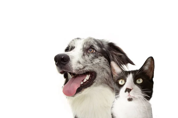 Zwierzęta banner. Strona szczęśliwy profil niebieski Merle Border Collie i kot — Zdjęcie stockowe