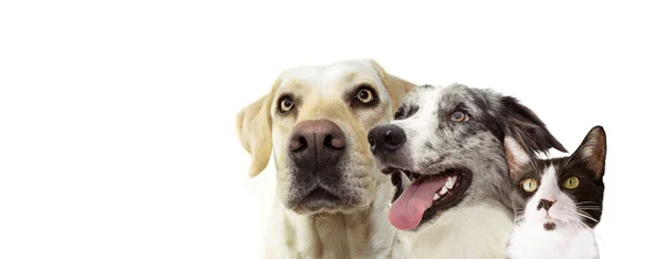 Banner perfil lateral de dos perros de un labrador retriever y un feliz —  Fotos de Stock