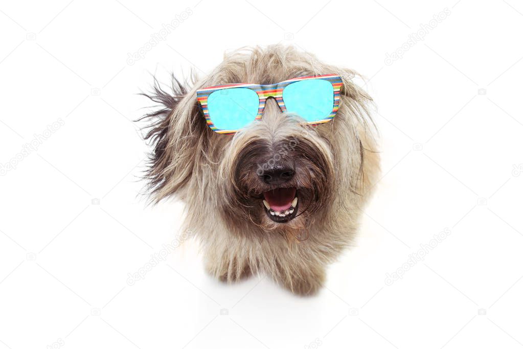 Happy sheep dog wearing colorful sunglasses. Isolated on white b