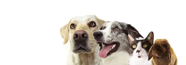 Banner huisdieren. twee honden Profiel van een Labrador Retriever, kat — Stockfoto