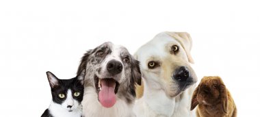 Afiş dört evcil hayvan. Labrador retriever düşünme ve kafa s tinting