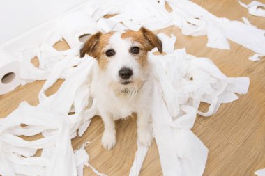 Köpek yaramazlığı. Jack Russell ve gudog yaramazlığı. Jack russell zekâ