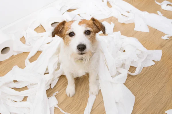 Maldade de cão. Jack Russell com guDog travessura. Jack Russell sagacidade — Fotografia de Stock