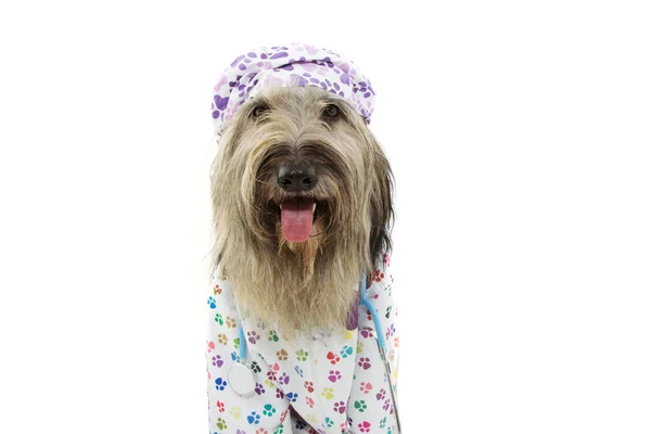 Pies ubrany jak weterynaryjny noszenie stetoskop, Szpital suknia — Zdjęcie stockowe