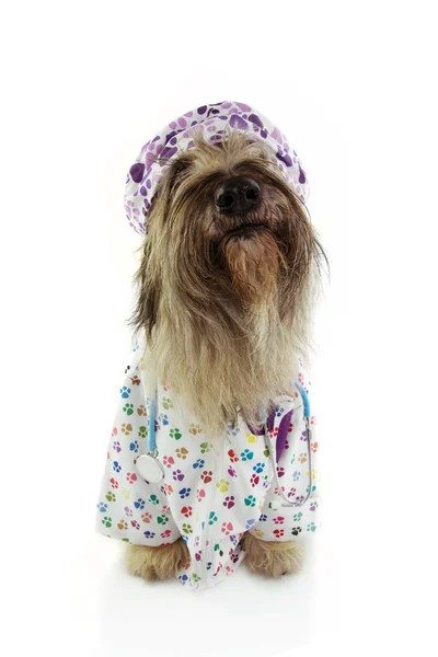 Cane da primo piano vestito da veterinario con stetoscopio, hospita — Foto Stock