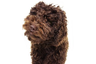 Portre çikolata kaniş köpek yavrusu beyaz arka plan üzerinde izole
