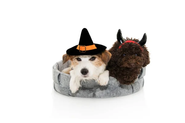Pies Halloween lub karnawałowe kostium. Jack Russell z czarodzieja lub w — Zdjęcie stockowe