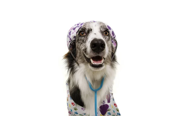 Perro collie fronterizo vestido como veterinario usando estetoscopio y — Foto de Stock