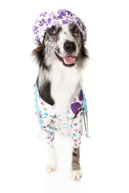 sınır collie köpek stetoskop giyen veteriner gibi giyinmiş bir