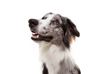 Portre mavi merle sınır collie köpek arıyor. Wh izole