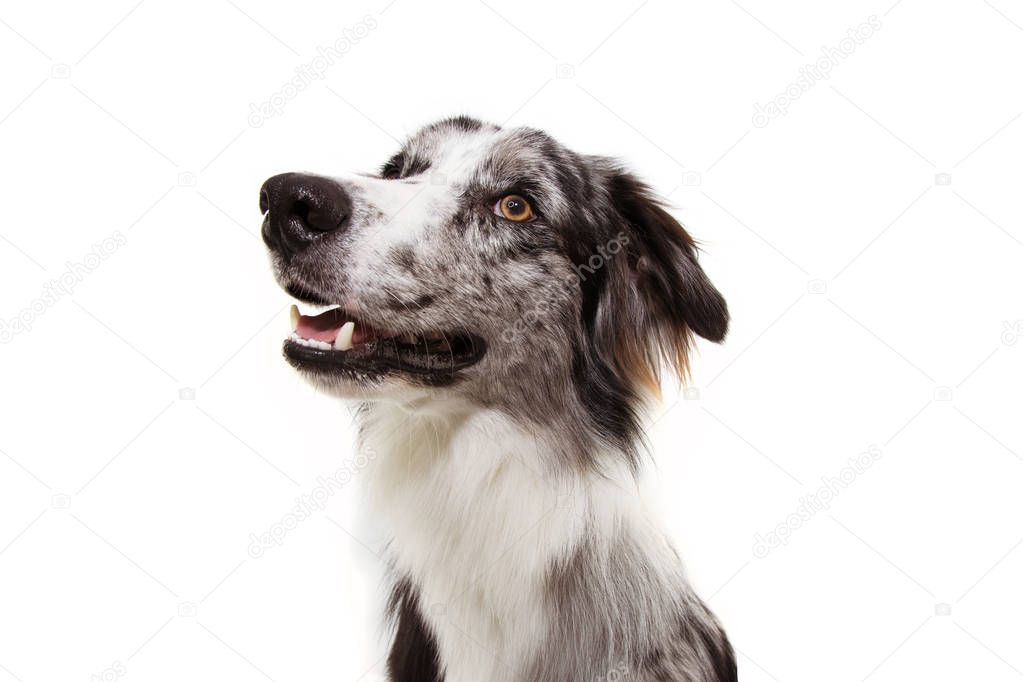 Portrait blue merle border collie dog looking up. Isolated on wh