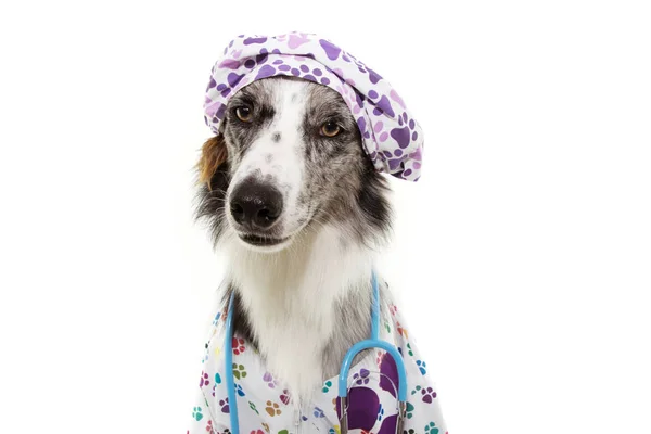 Border Collie pies ubrany jak weterynaryjny noszenie stetoskop i — Zdjęcie stockowe