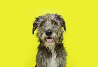 Portre mutlu köpek gülümseyen. Sarı arka planda yalıtılmış.