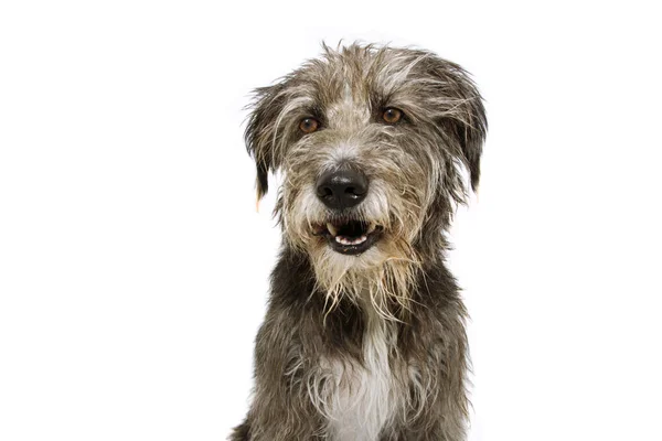 Ritratto cucciolo di cane da pastore felice guardando lato. Isolato su bianco b — Foto Stock