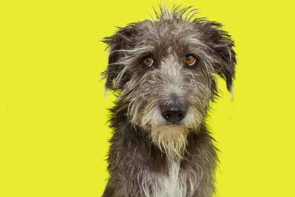 Komik kürklü köpek sarı arka plan üzerinde izole darmadağınık. — Stok fotoğraf