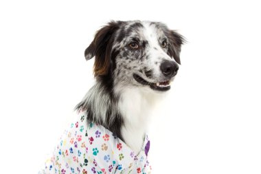 cadılar bayramı veya karnaval için sınır colli köpek veteriner kostümü.