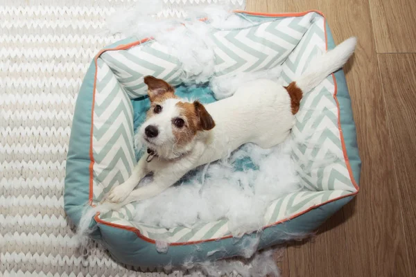 Hond ondeugende ongehoorzaamheid concept. Jack Russell terriër vernietigde een f — Stockfoto